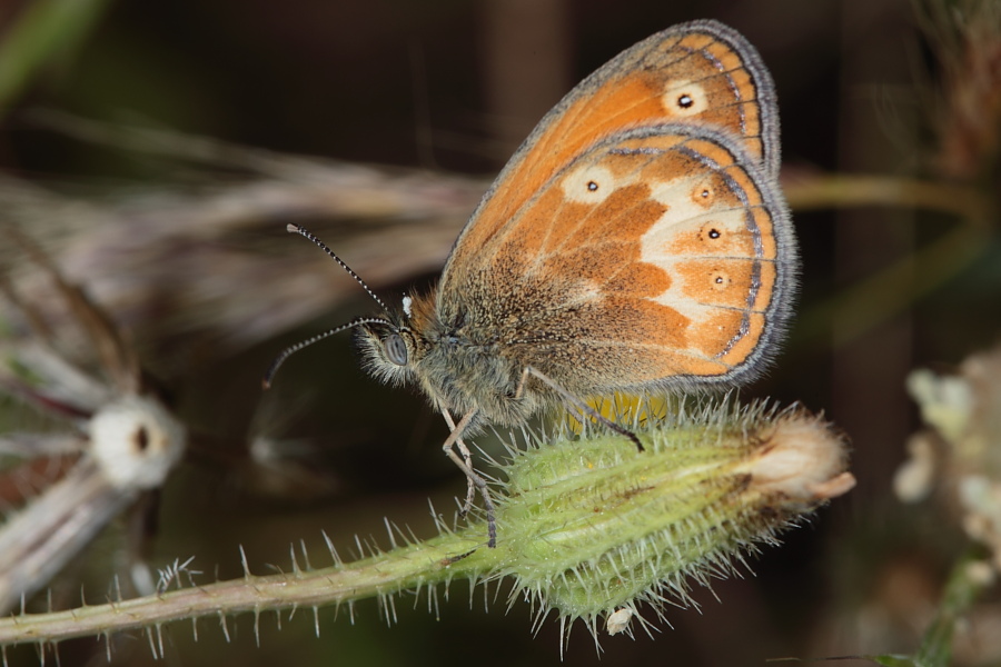 Coenonympha elbana di Capraia?- Coenonympha corinna